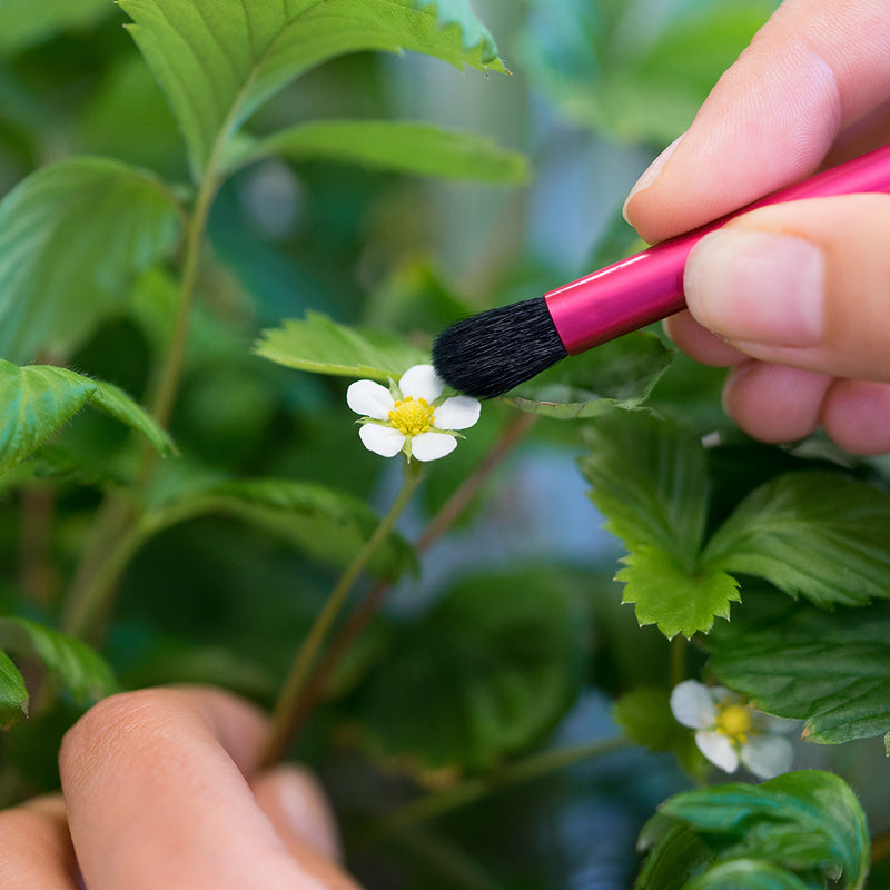 Véritable Bestäubungspinsel - Szene mit Blüte