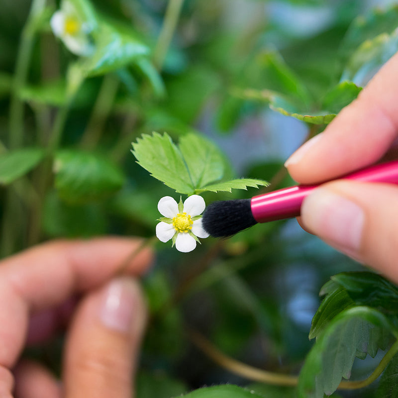 Véritable Bestäubungspinsel - Zubehör für Indoor Kräutergarten - Szene mit Blüte